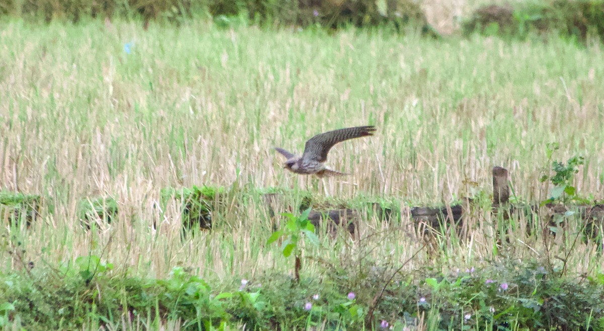 Faucon de l'Amour - ML645485685