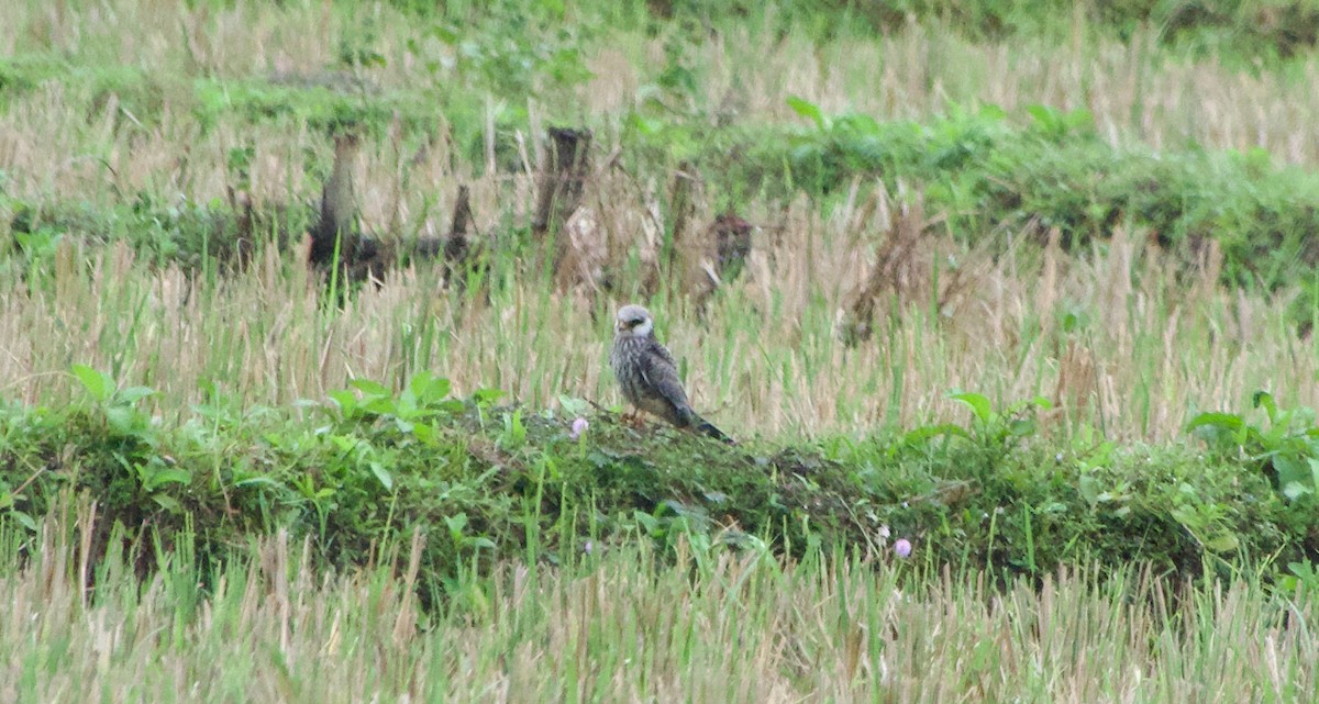 Faucon de l'Amour - ML645485686