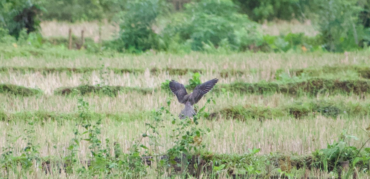 Faucon de l'Amour - ML645485687