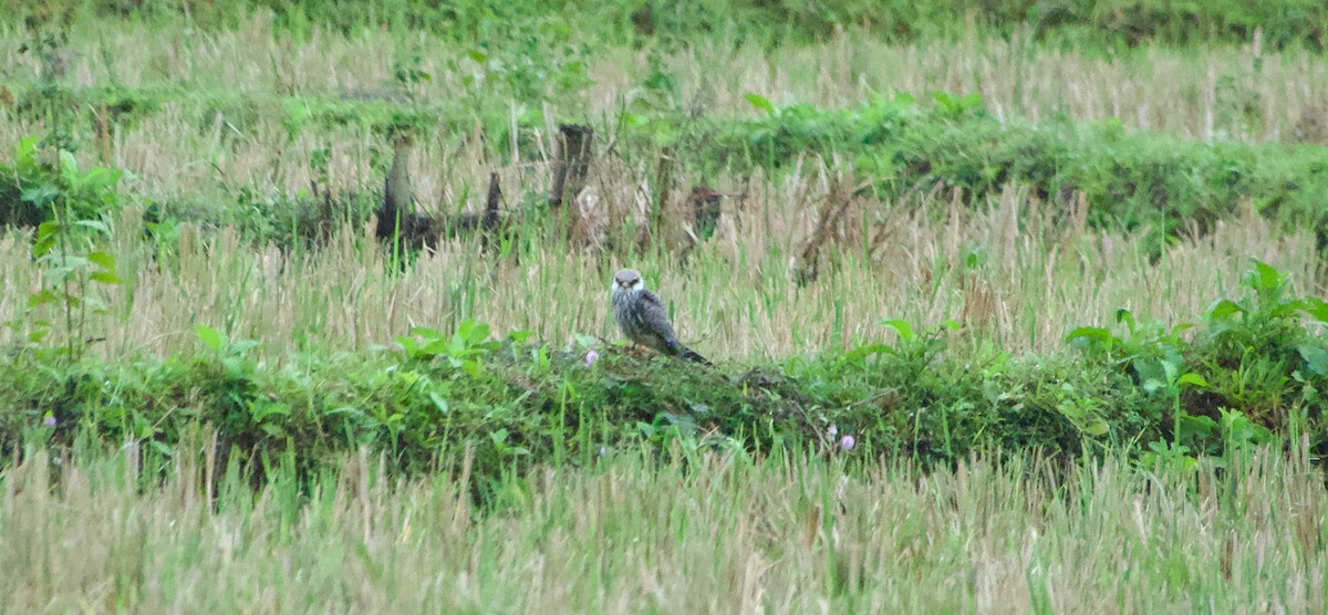Faucon de l'Amour - ML645485688