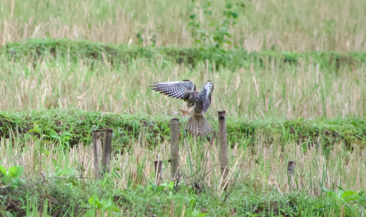 Faucon de l'Amour - ML645485689