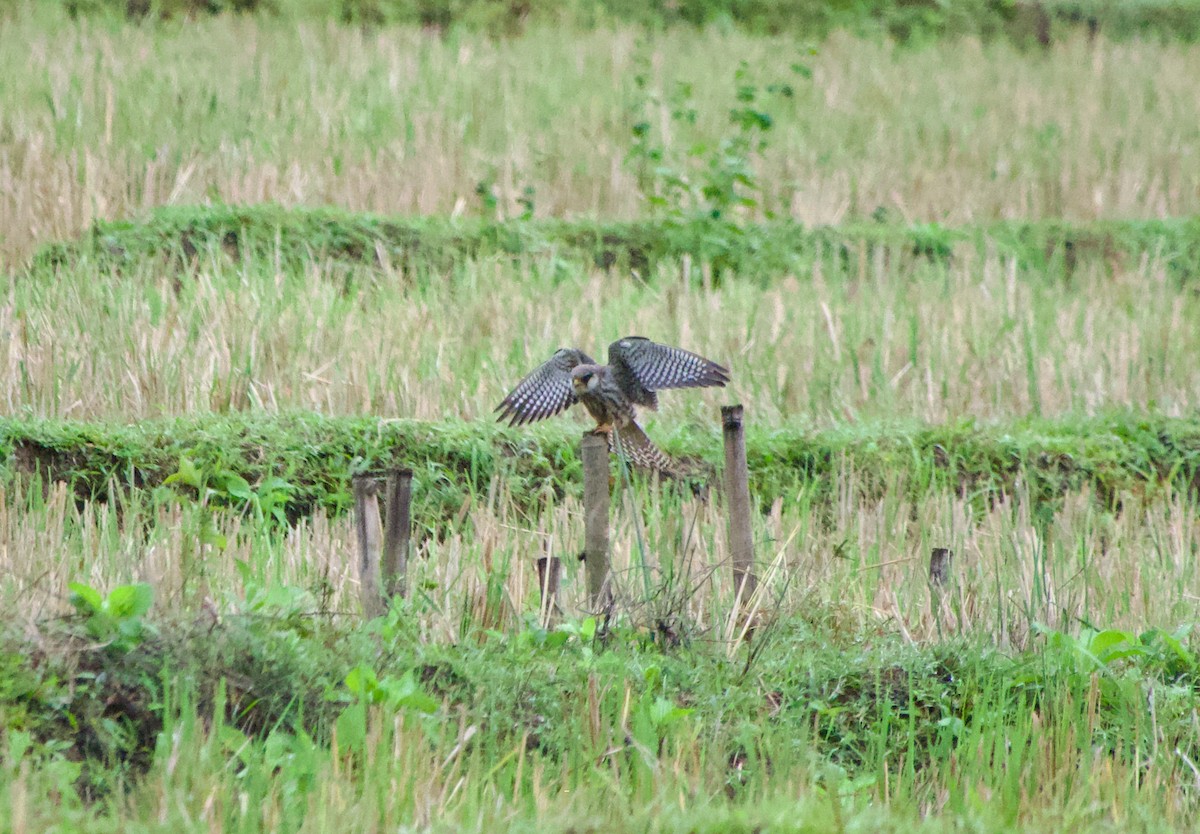 Faucon de l'Amour - ML645485690