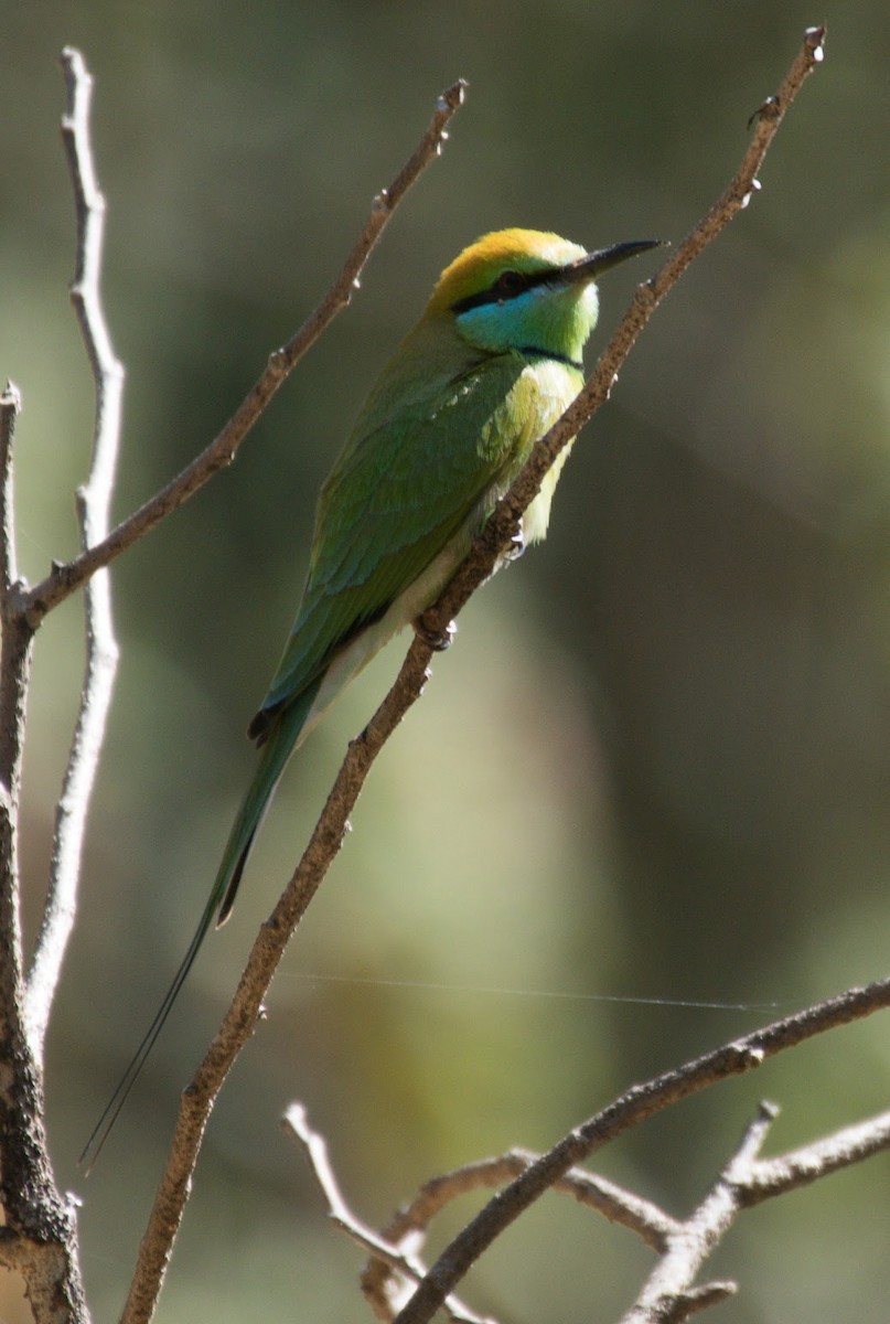 Guêpier d'Orient - ML645485691