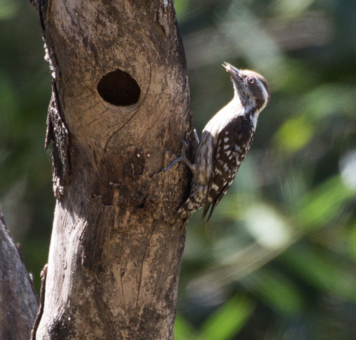 Pic à calotte brune - ML645485692