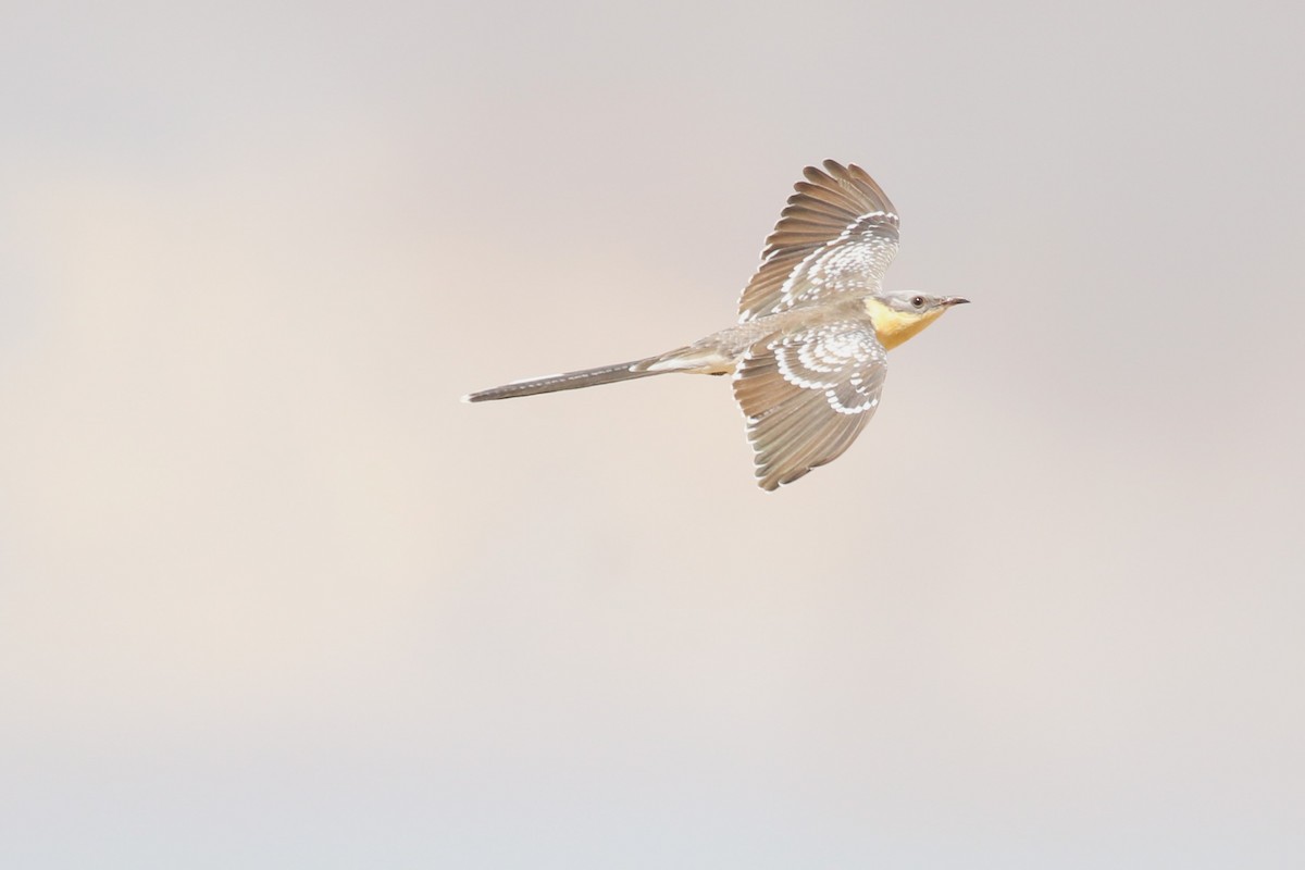 Coucou geai - ML645485693