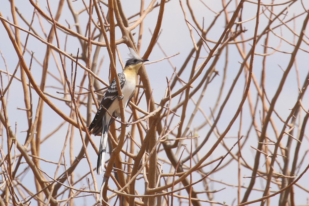 Coucou geai - ML645485694