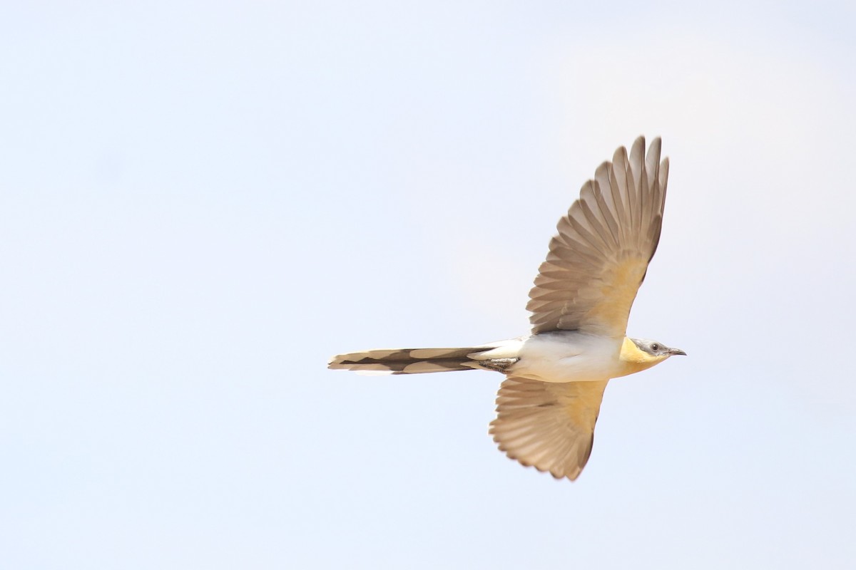 Coucou geai - ML645485695