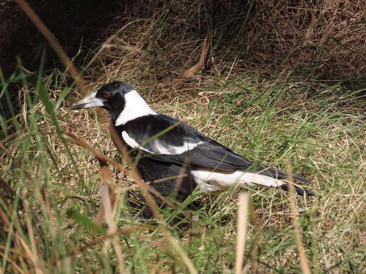 Cassican flûteur (groupe tibicen) - ML645485696