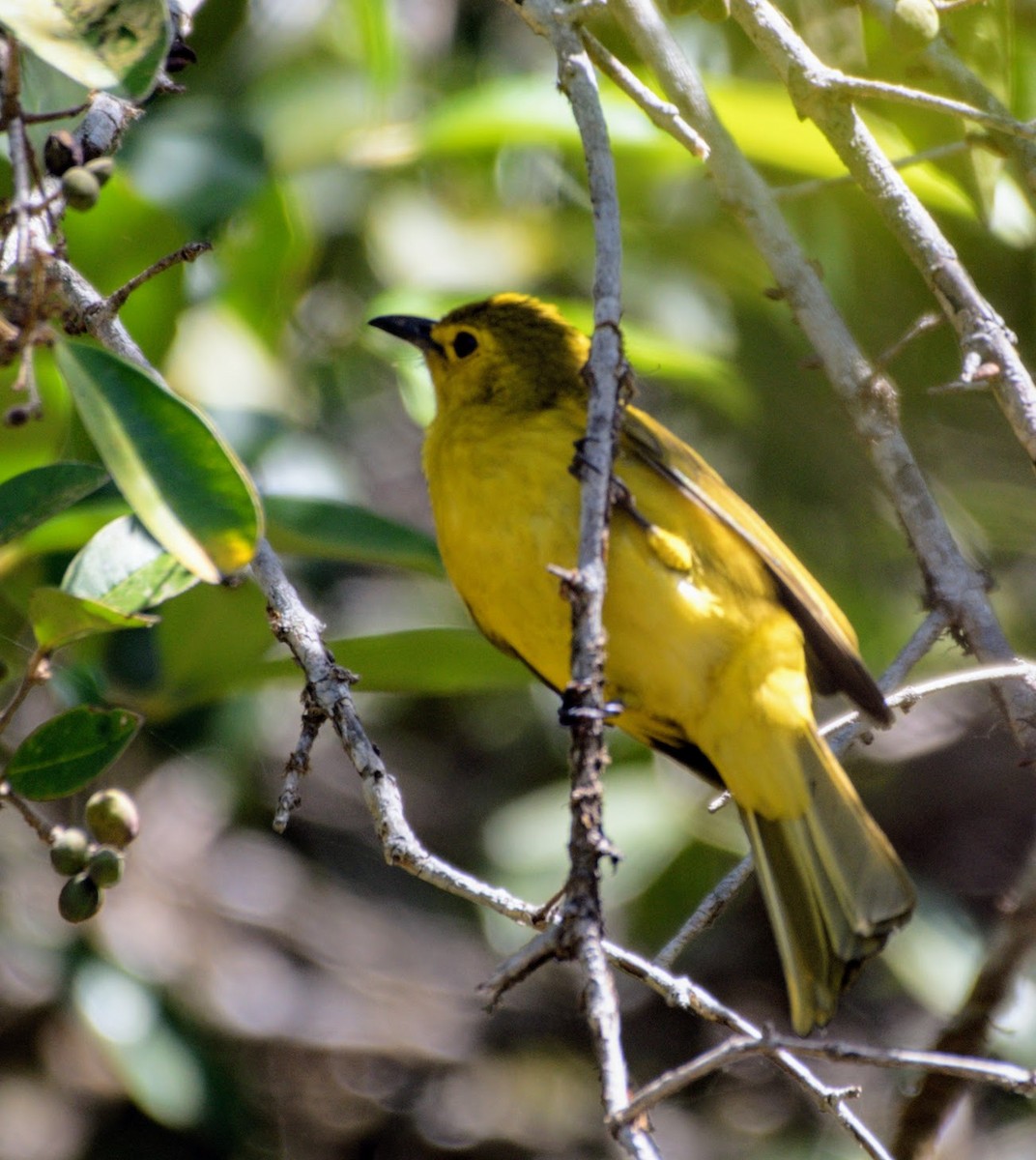 Bulbul à sourcils d'or - ML645485697