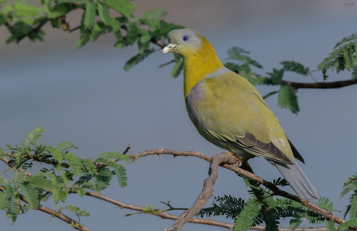 Colombar commandeur - ML645485698