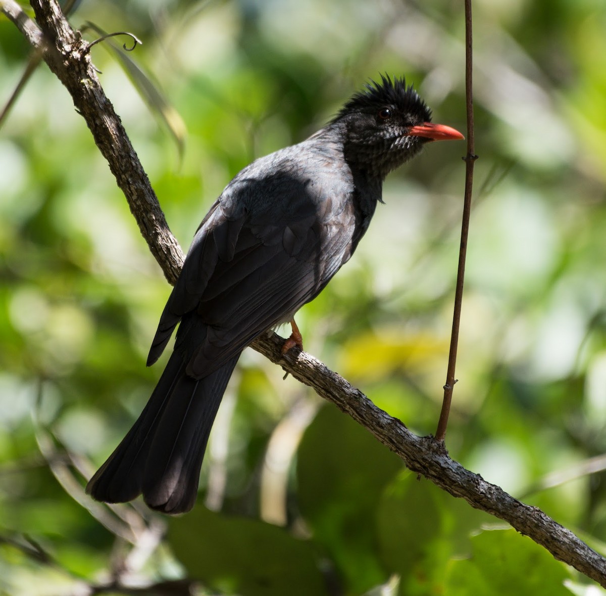 Bulbul des Ghats - ML645485699