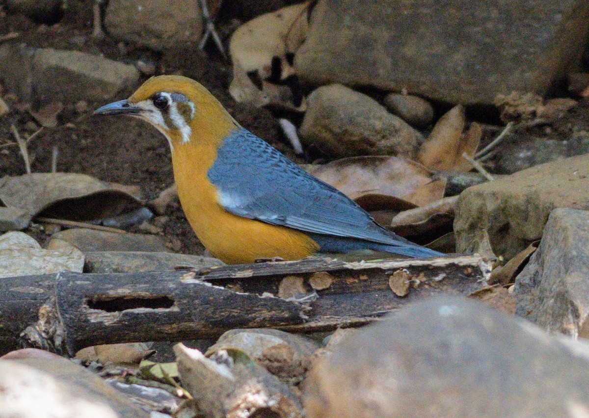 Grive à tête orange - ML645485700