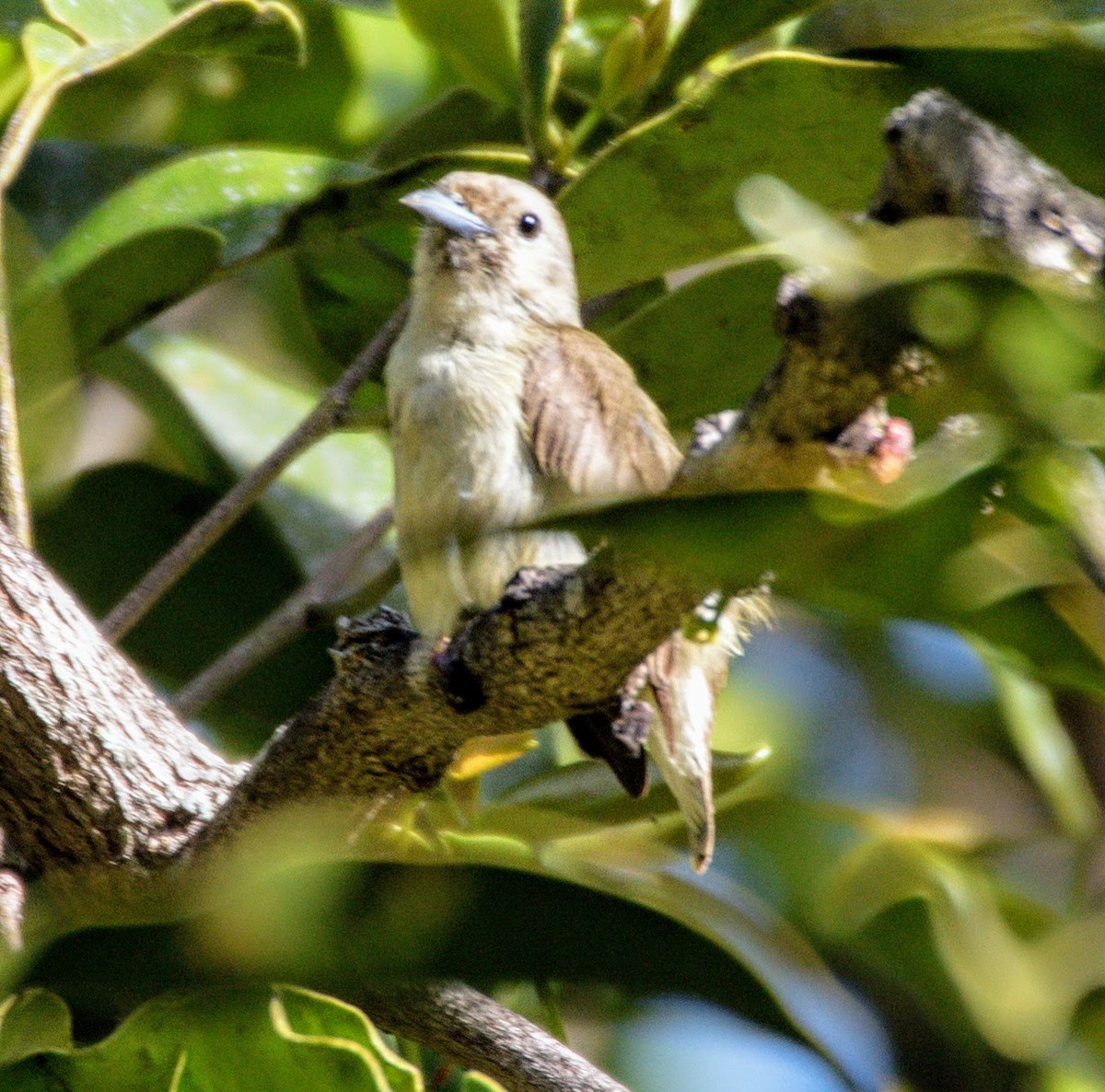 Dicée à bec épais - ML645485701