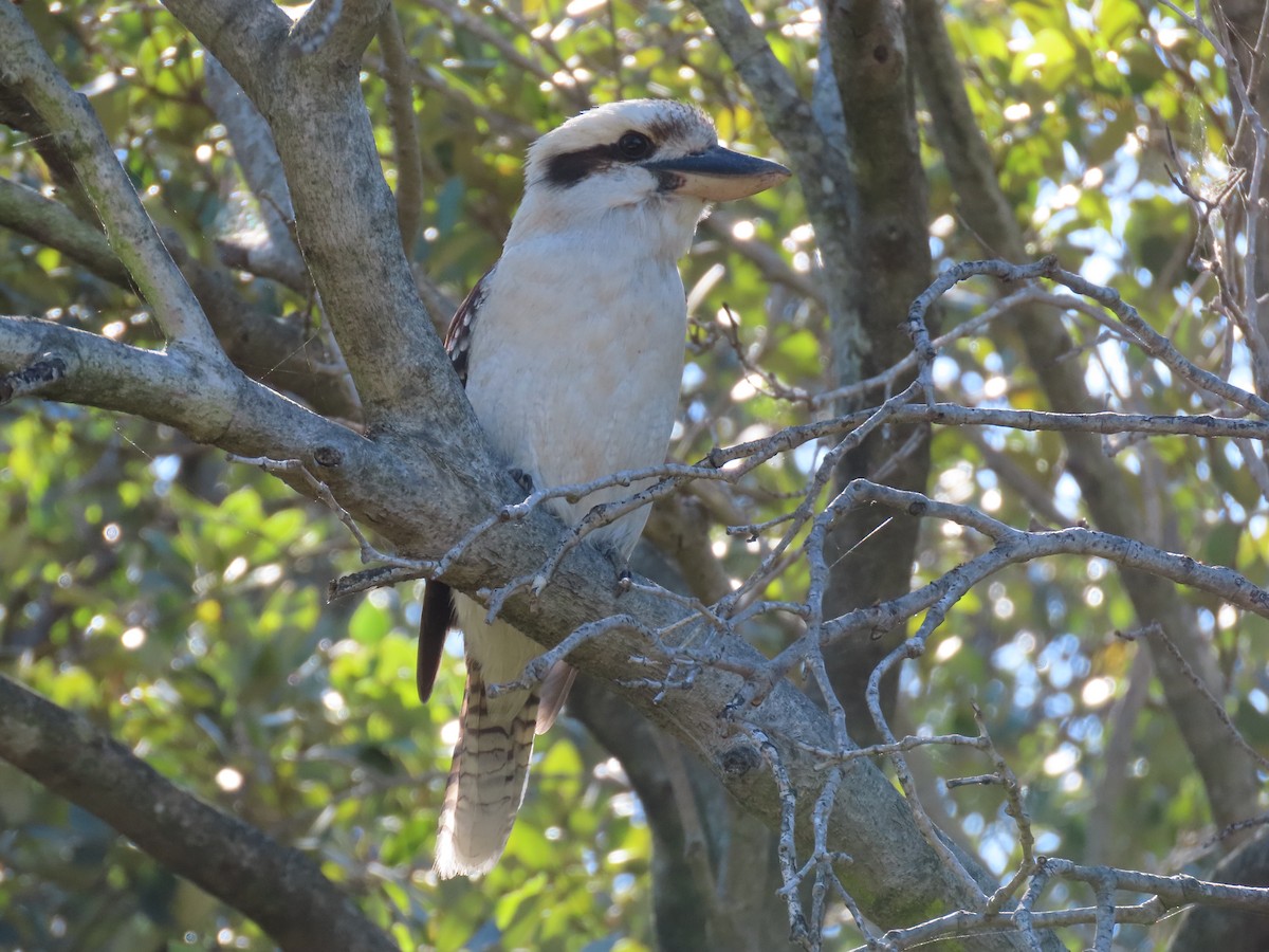 Martin-chasseur géant - ML645485707