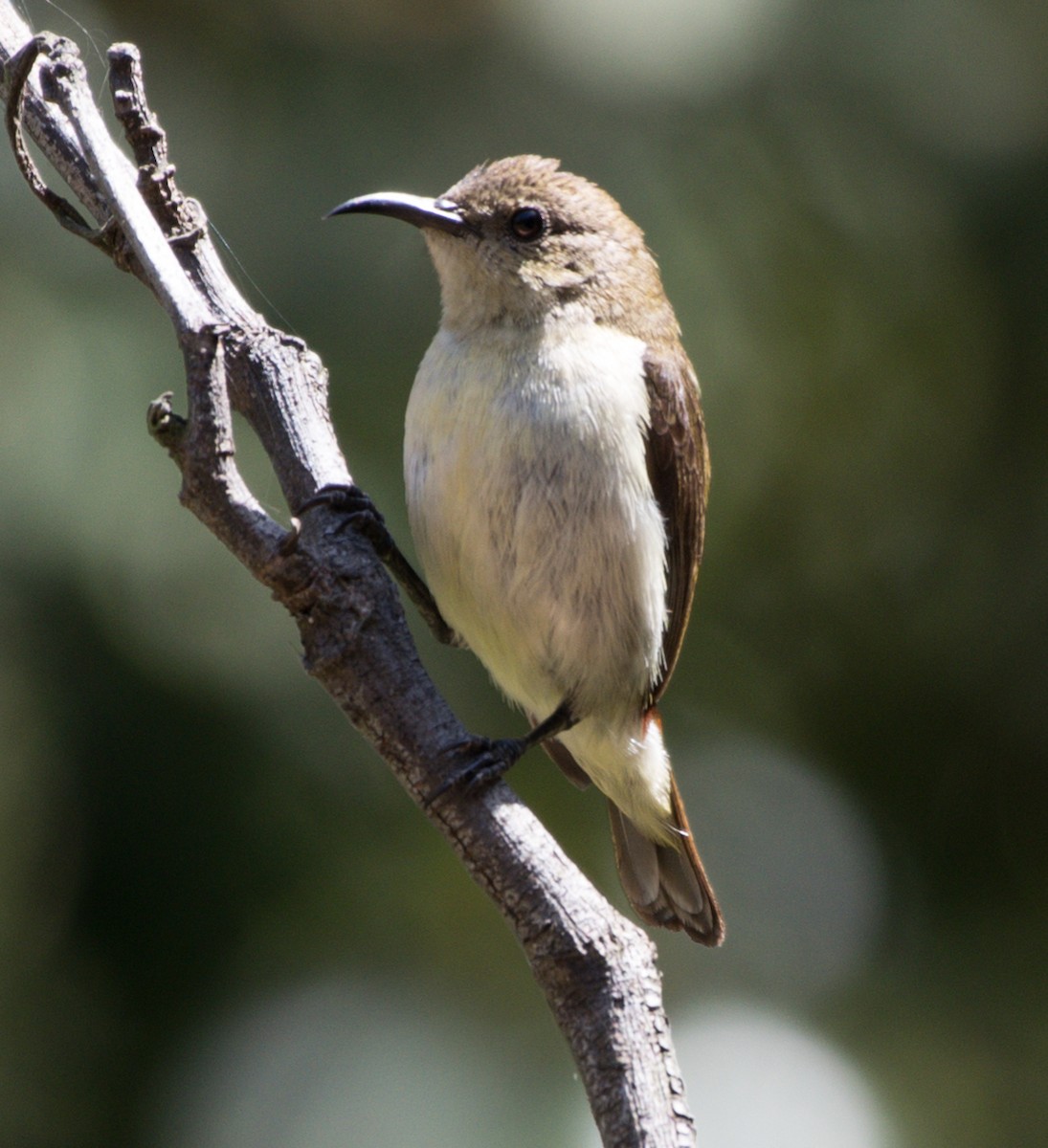 Souimanga menu - ML645485710