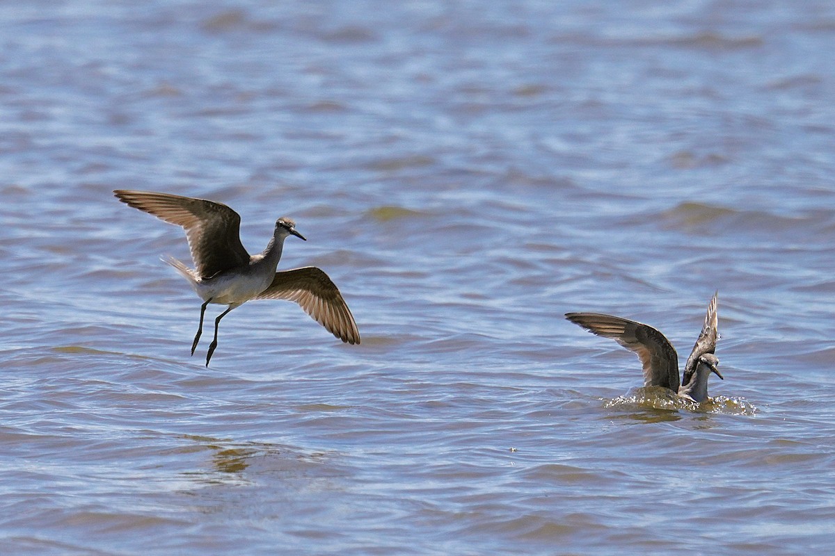 Chevalier de Sibérie - ML645485711