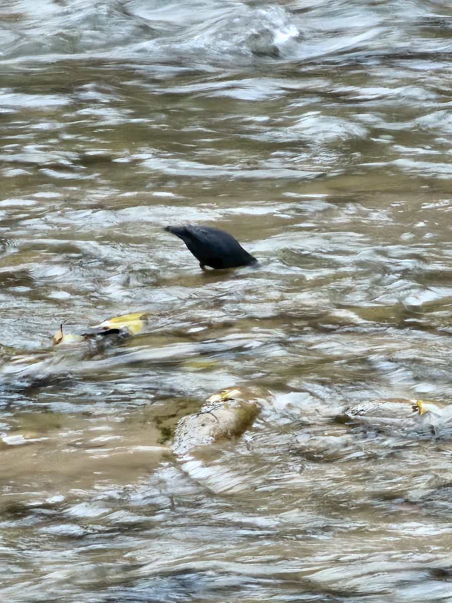 Cincle d'Amérique - ML645485713