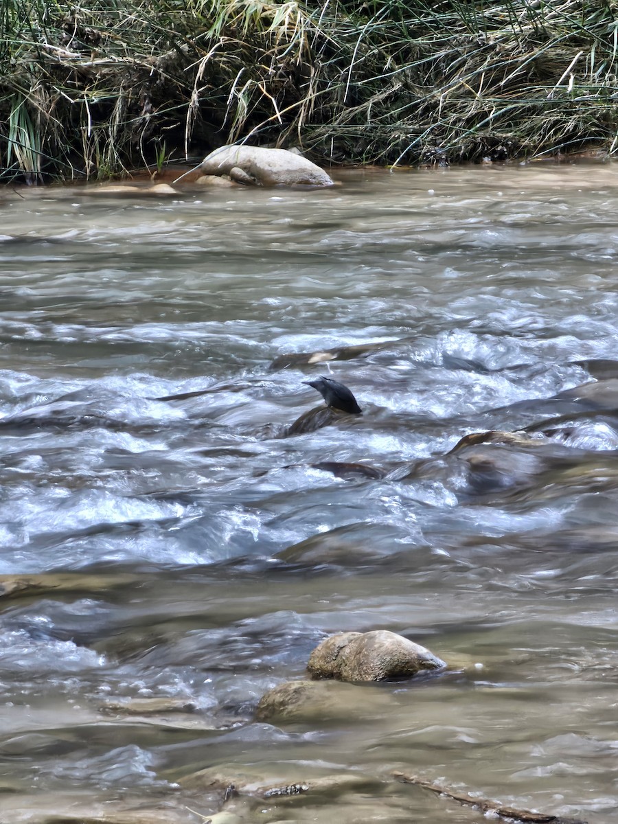 Cincle d'Amérique - ML645485714