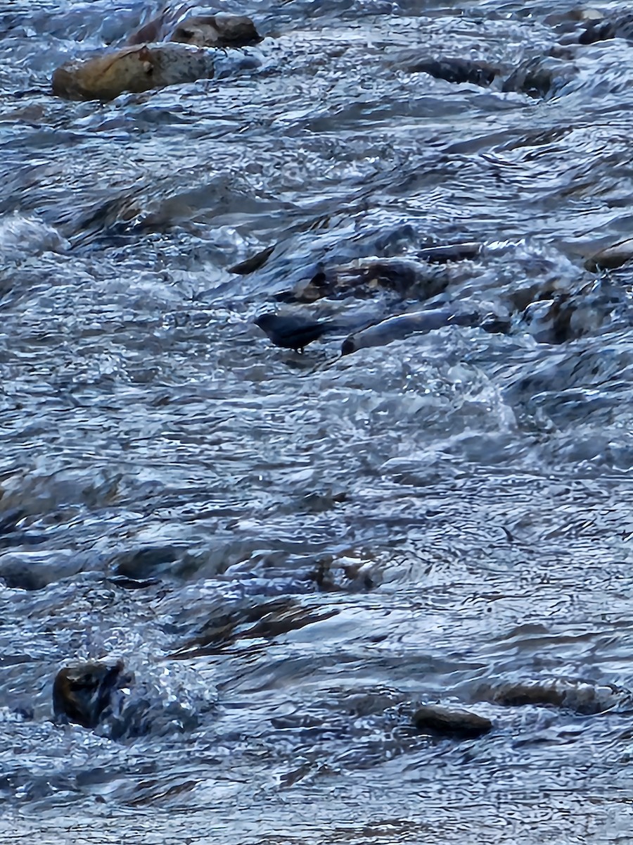 Cincle d'Amérique - ML645485715