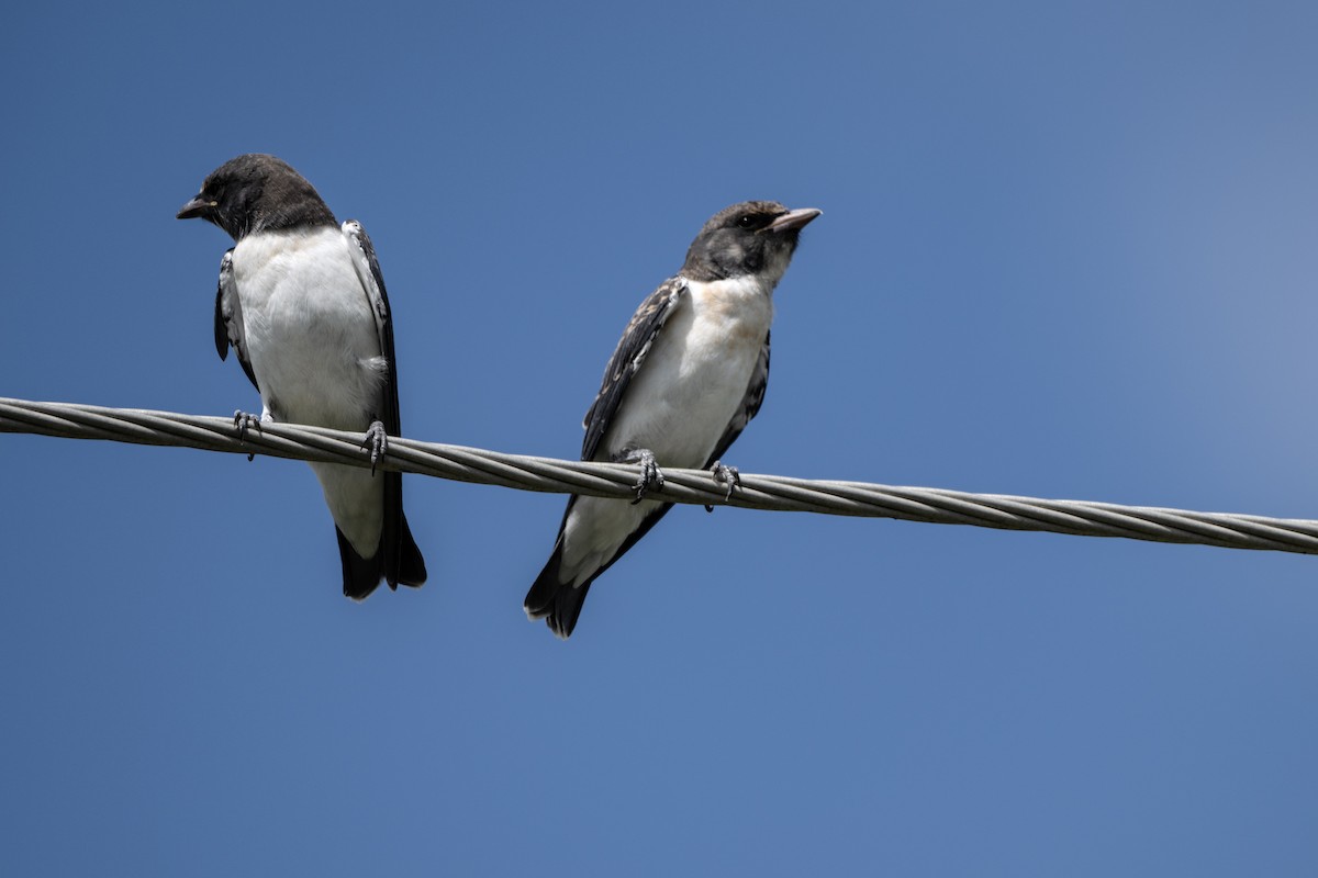 Langrayen à ventre blanc - ML645485716