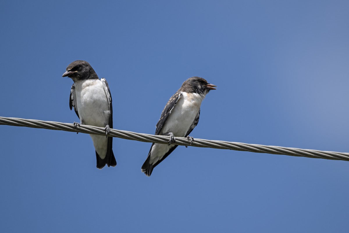 Langrayen à ventre blanc - ML645485717