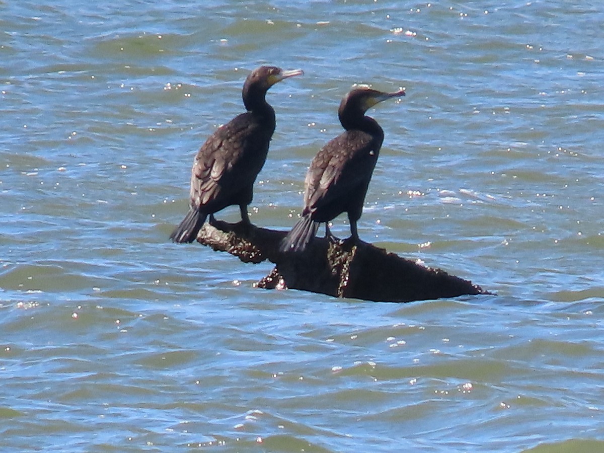 Cormoran noir - ML645485718