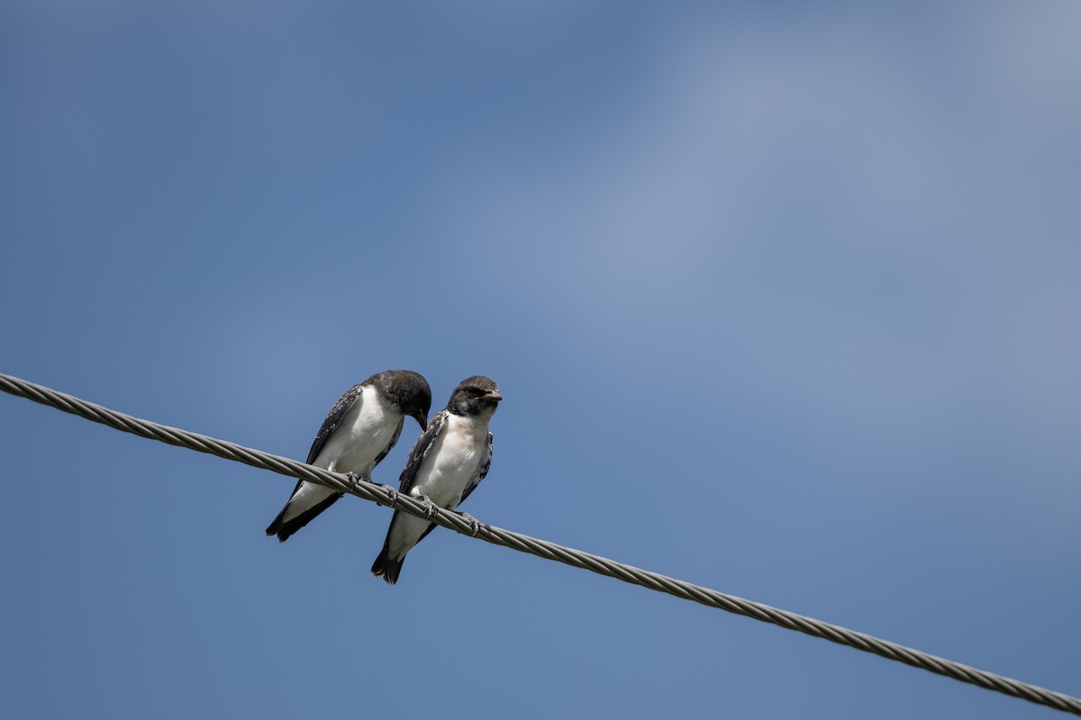 モリツバメ - ML645485719