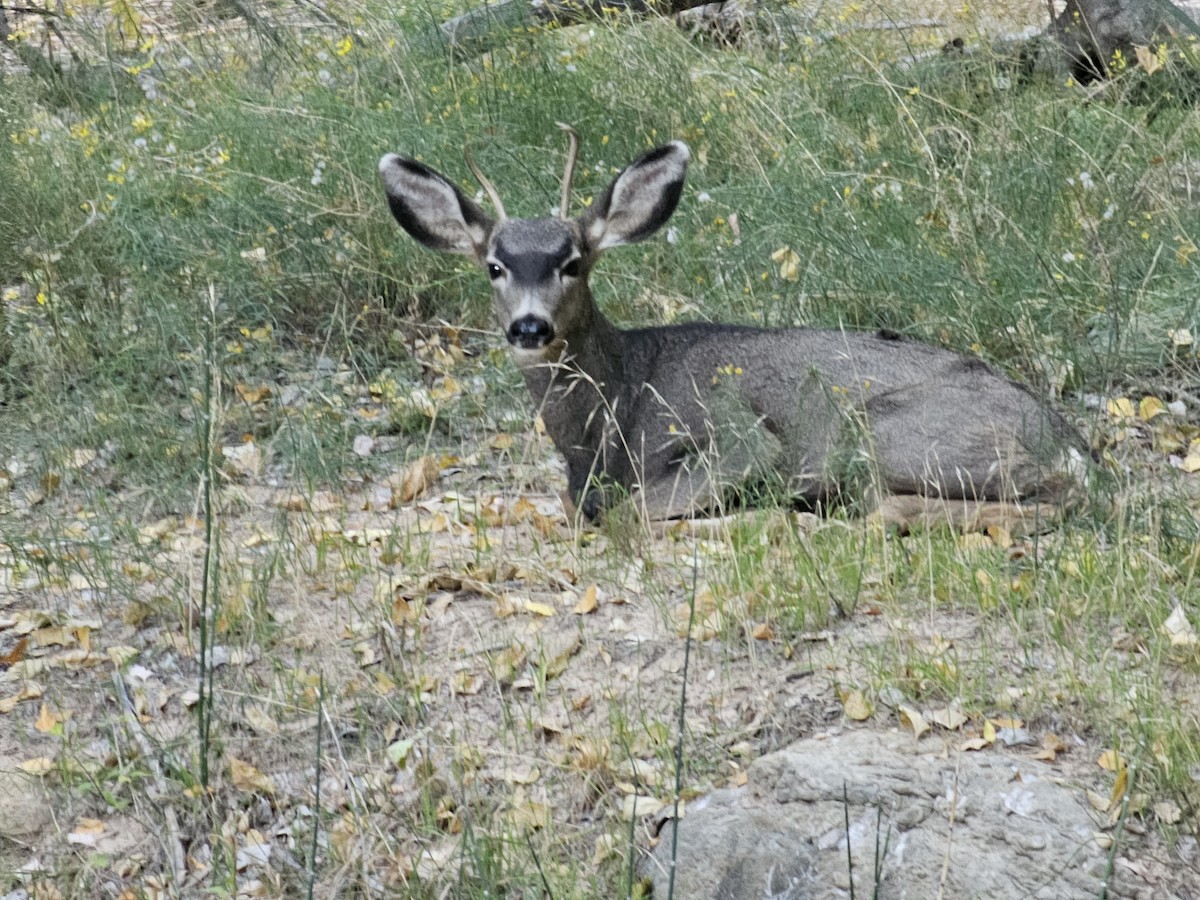 動物界 - ML645485721