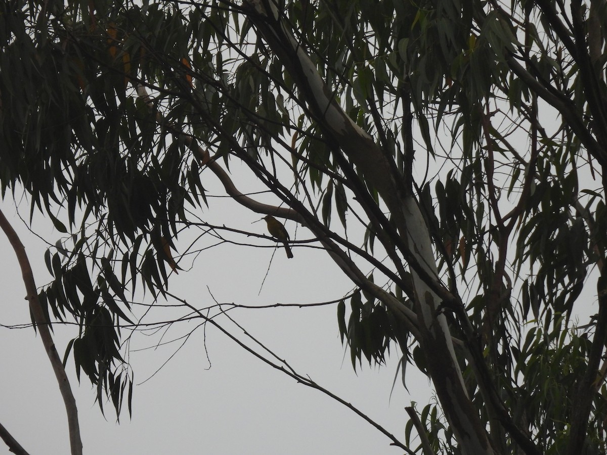 キマユヒヨドリ - ML645485726