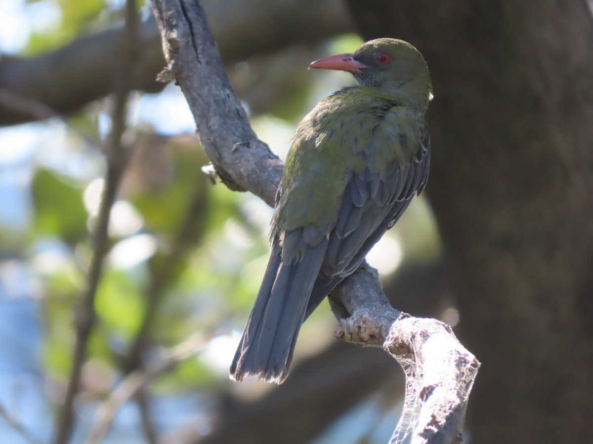 シロハラコウライウグイス - ML645485728