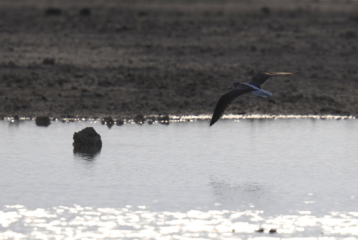 アオアシシギ - ML645485729