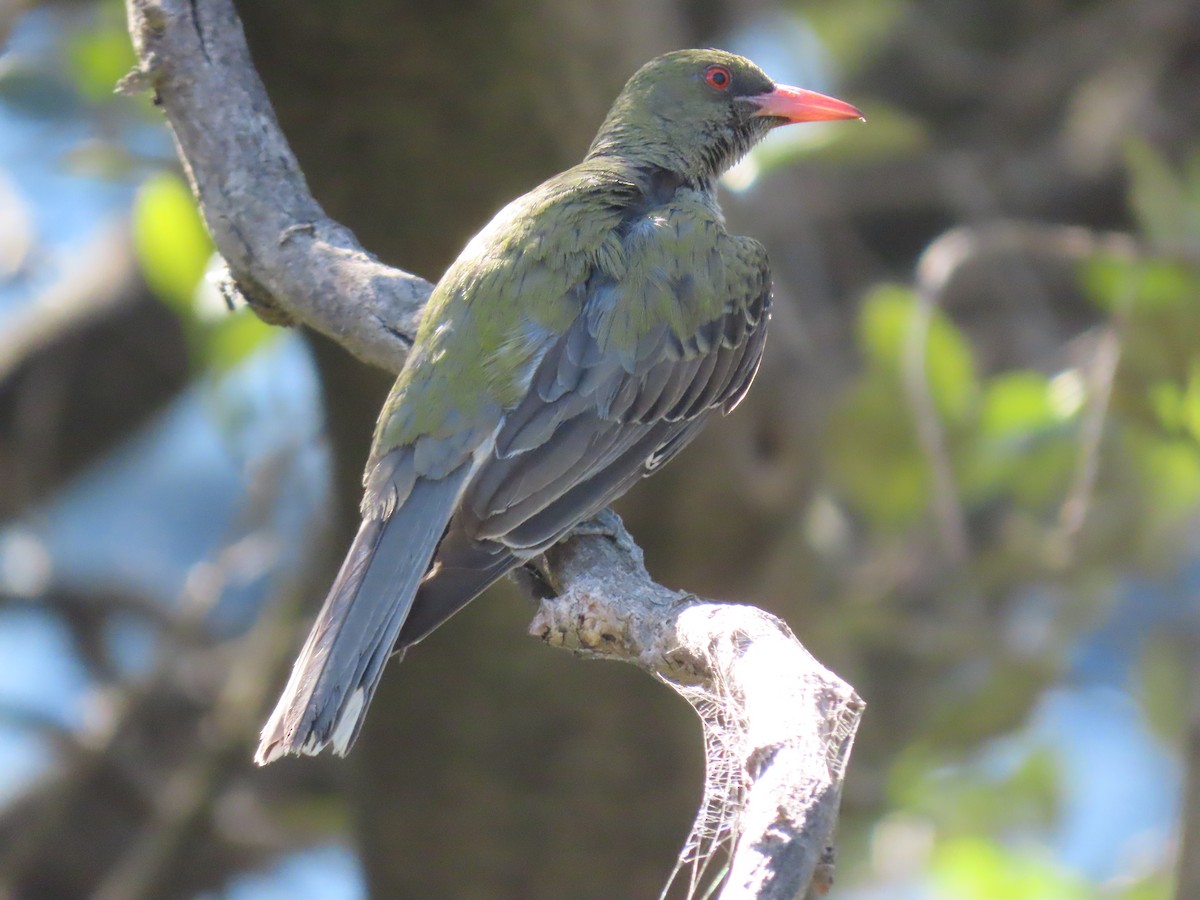 シロハラコウライウグイス - ML645485730