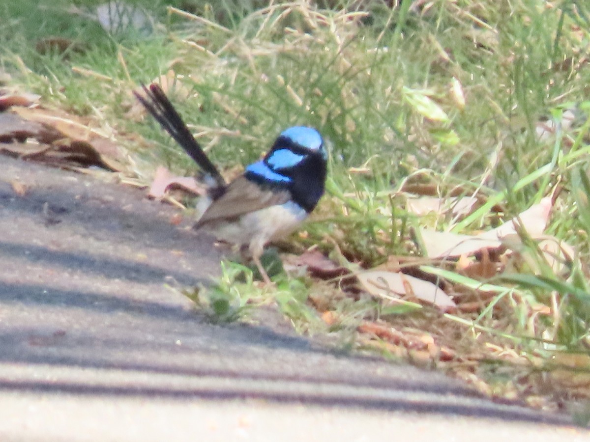 ルリオーストラリアムシクイ - ML645485736