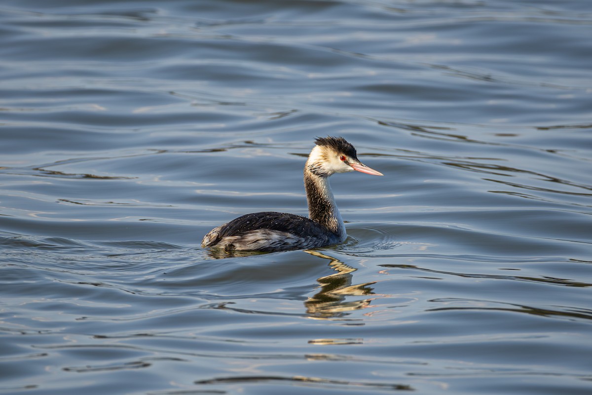 カンムリカイツブリ - ML645485737