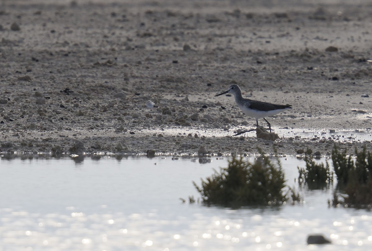 アオアシシギ - ML645485738