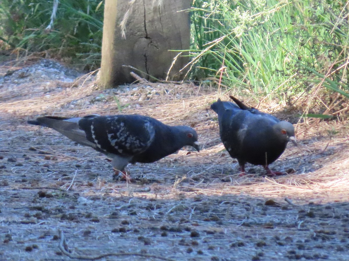 Felsentaube (Straßentaube) - ML645485743