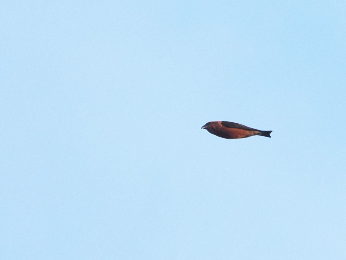 Red Crossbill - ML645485762