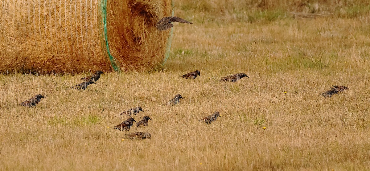 Шпак звичайний - ML645485765