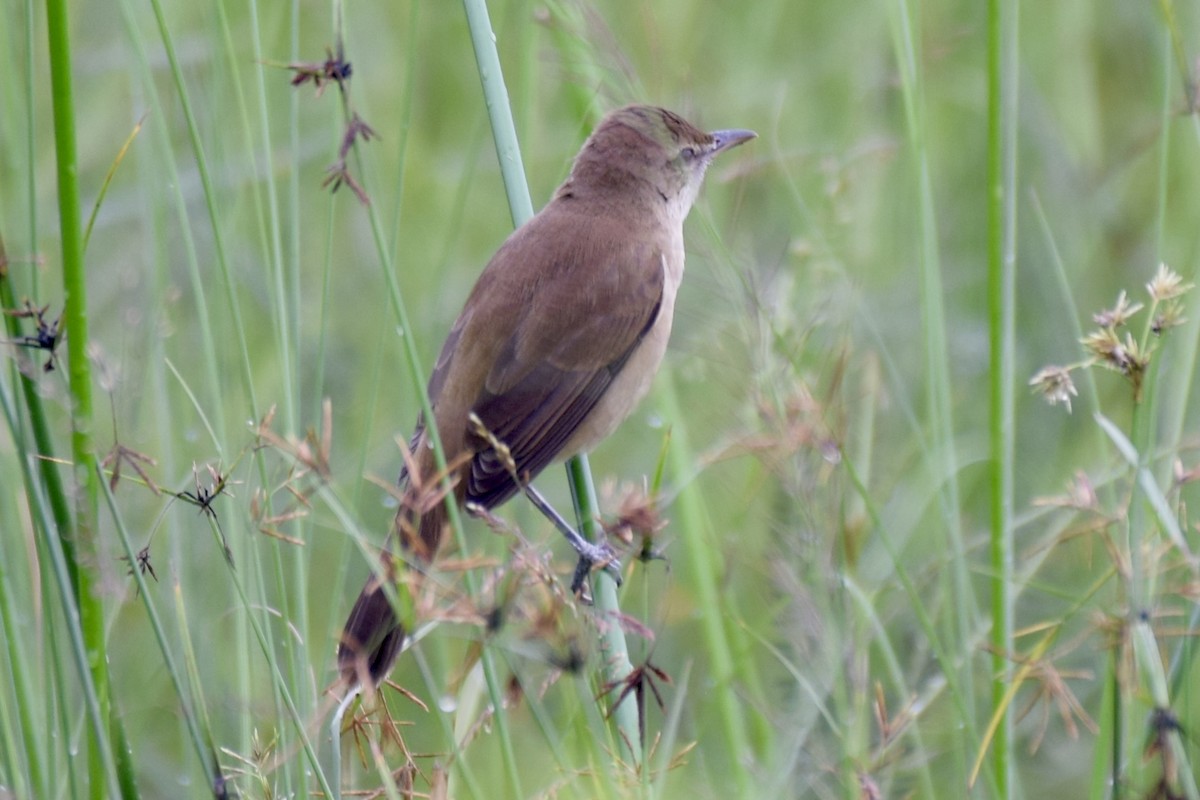 קנית אפריקנית - ML645485771