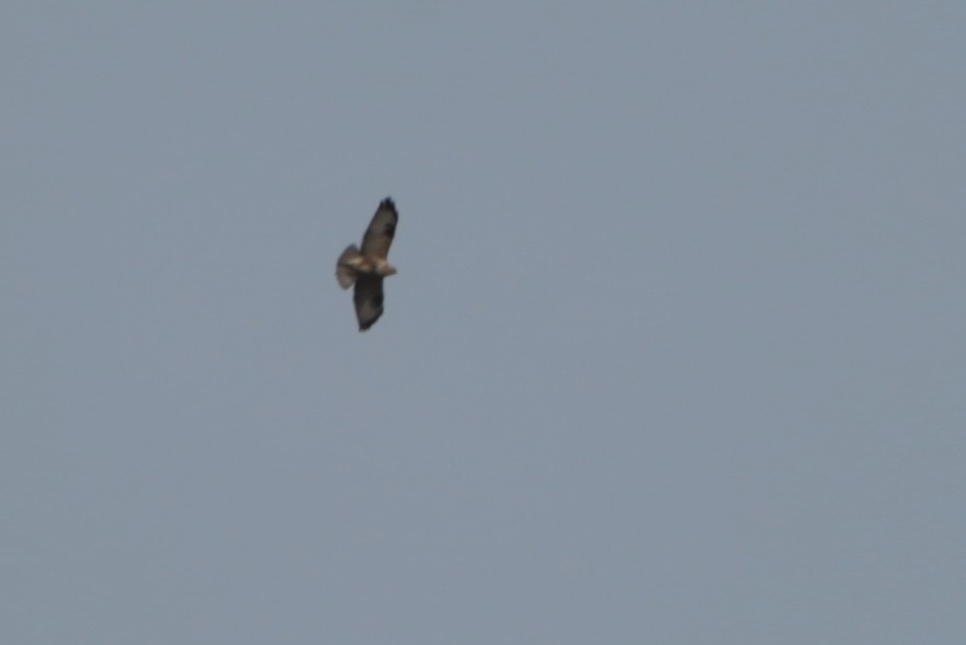 Eastern Buzzard - ML645485783