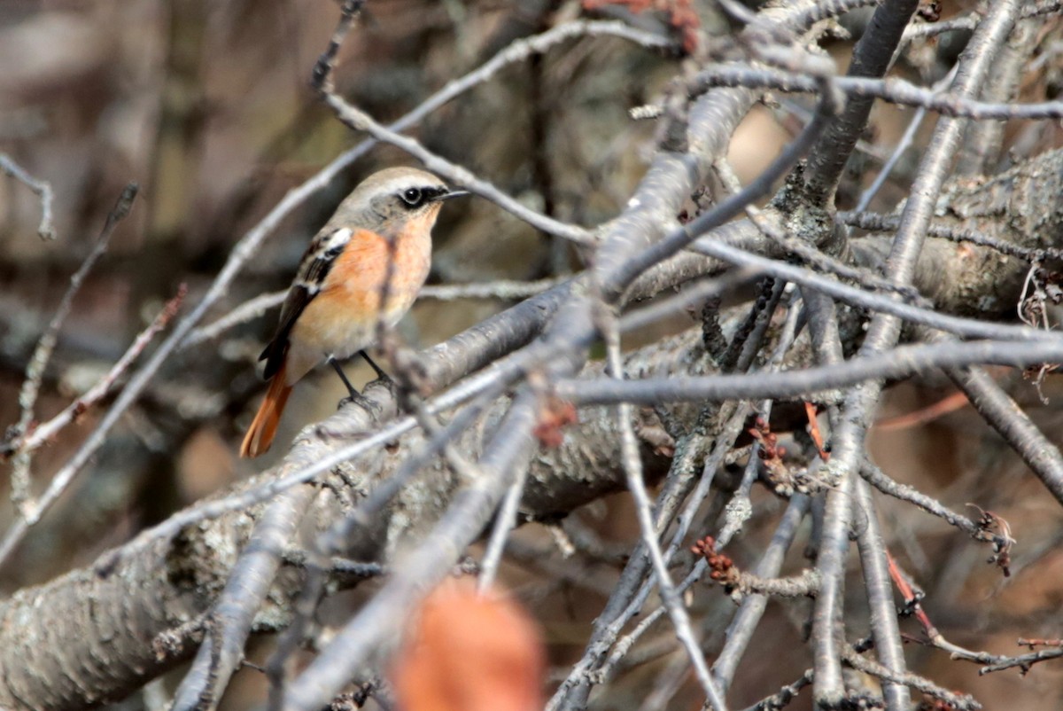 Rufous-backed Redstart - ML645485786
