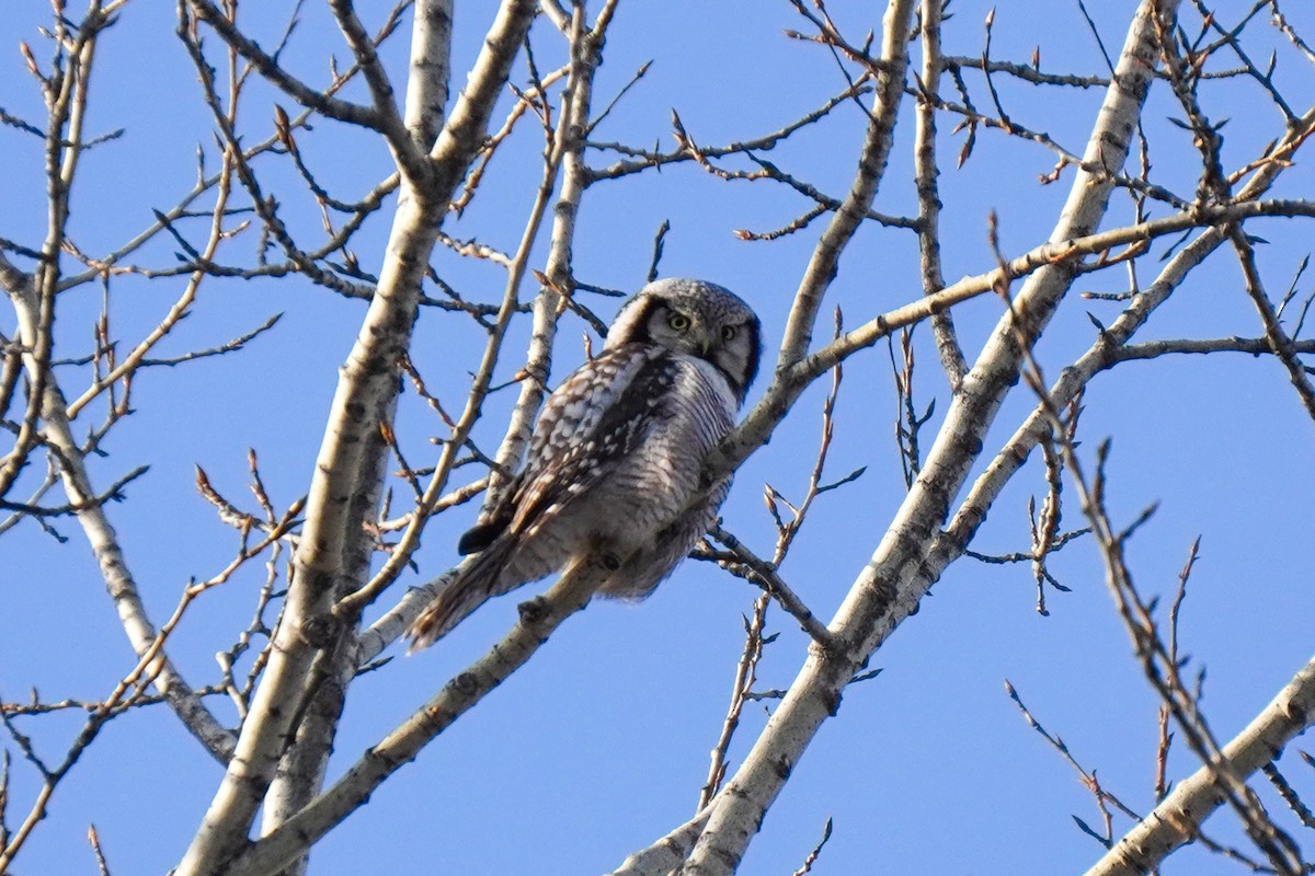 sovice krahujová - ML645485788