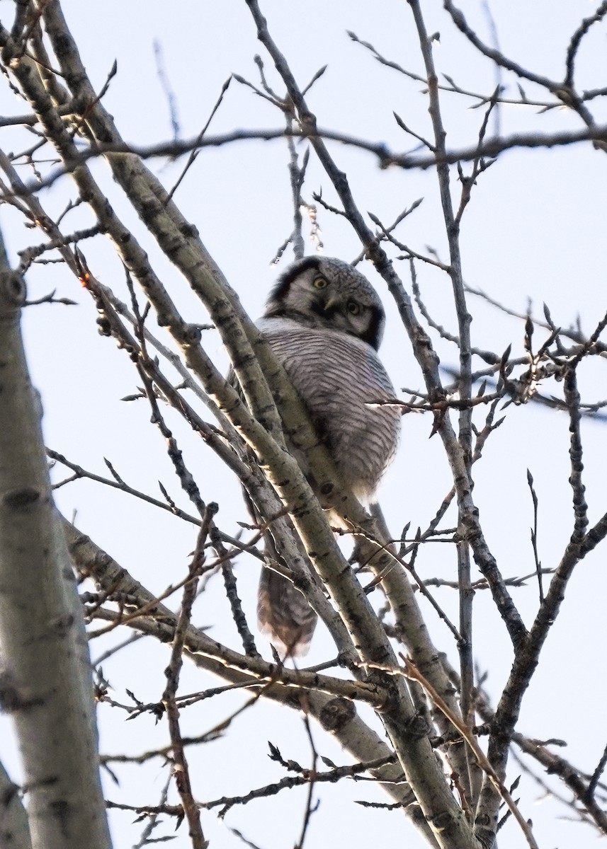 sovice krahujová - ML645485791