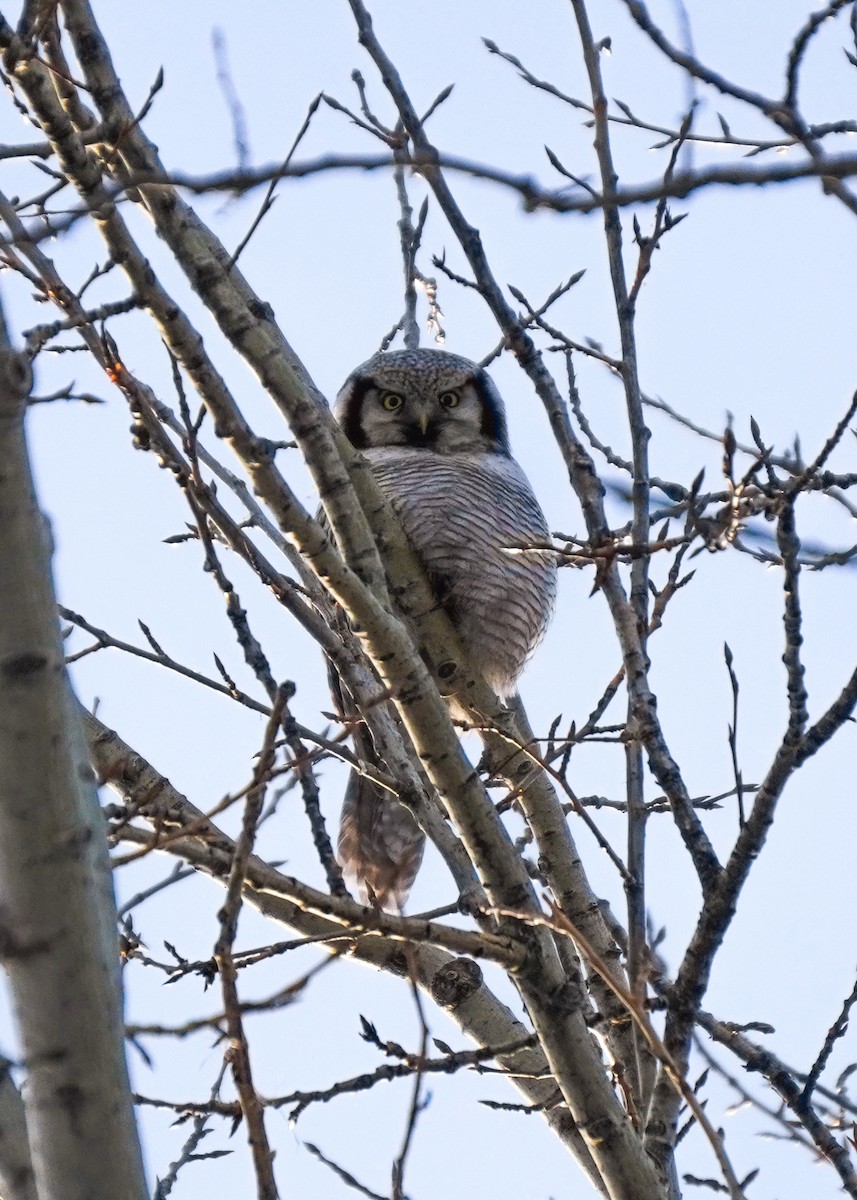 sovice krahujová - ML645485792