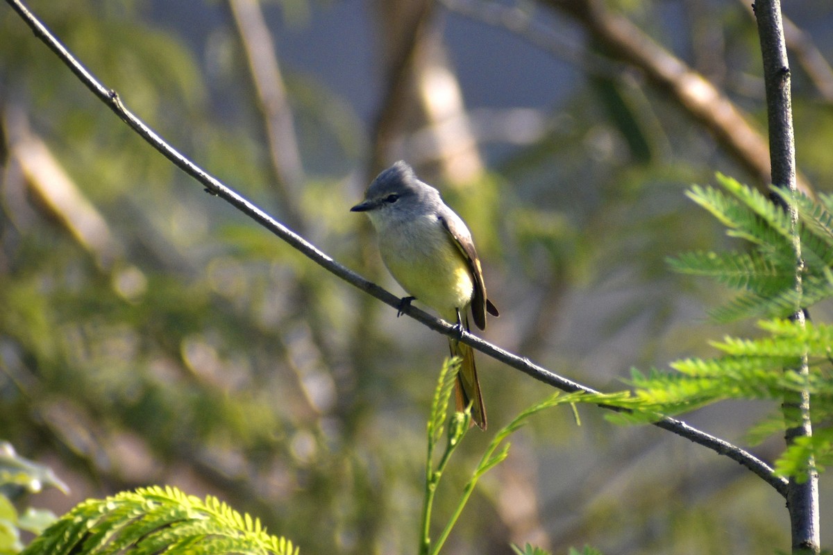 Small Minivet - ML645485793