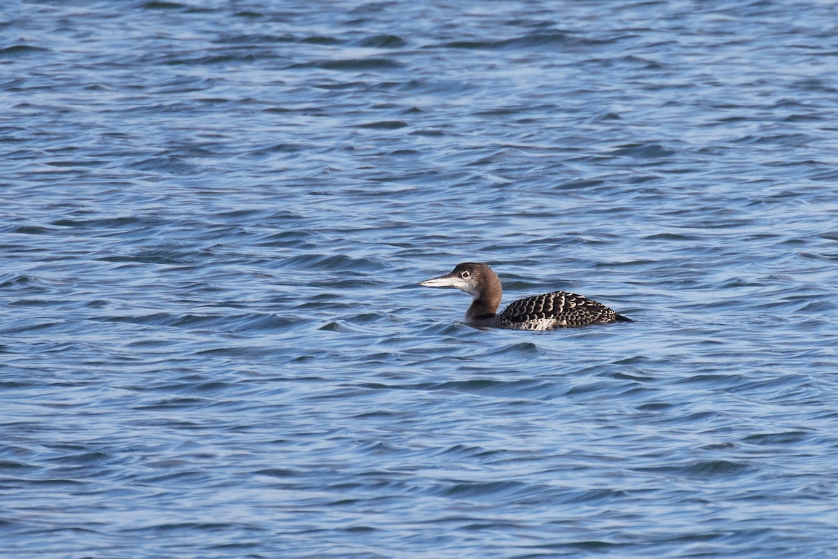 Common Loon - ML645485796