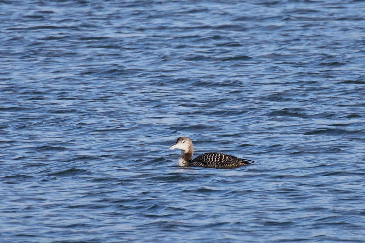 Common Loon - ML645485798