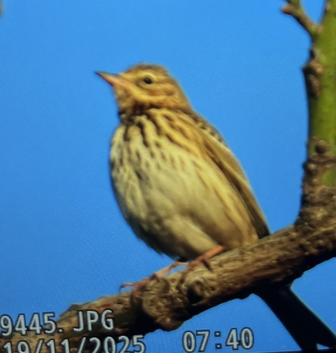 Tree Pipit - ML645485807