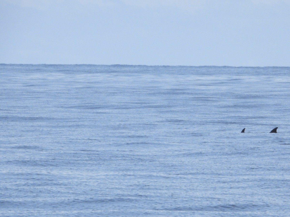 Spinner Dolphin - ML645485808