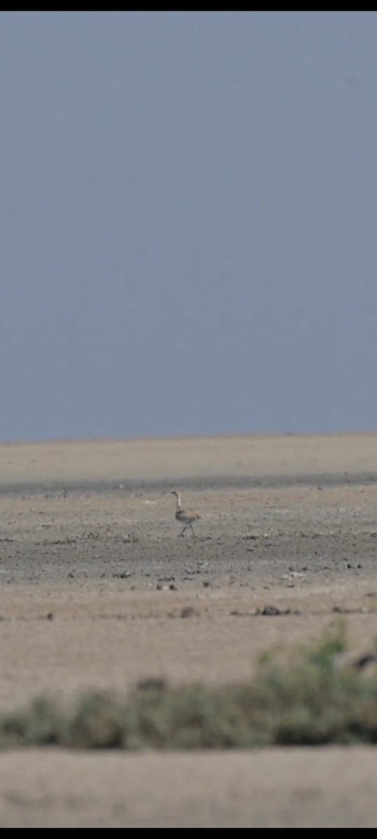 Asian Houbara - ML645485811